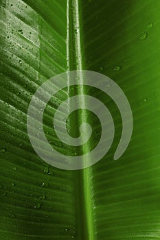 Fresh green banana leaf with water drops as background, closeup. Tropical foliage