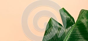 Fresh green banana leaf with water drops on beige background, space for text