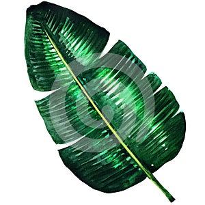 Fresh green banana leaf , watercolor illustration