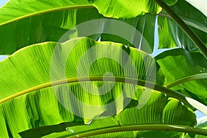 Fresh Green Banana Leaves for the Nature Background.