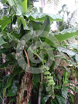 A fresh green banana plantain with a hanging banana in it.