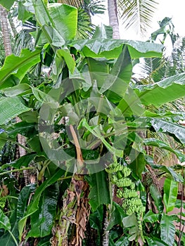 A fresh green banana plantain with a hanging banana in it.