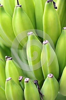 Fresh green bananas