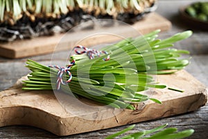 Fresh green barley grass blades on a table, close up