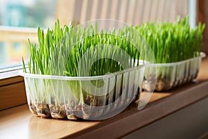 Fresh green barley grass growing in soil on the windowsill