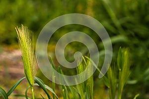 fresh green barley or jau for organic farming and beverage and food industry