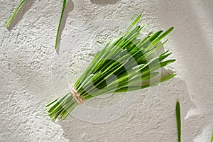 Fresh green barleygrass on a bright background with copy space