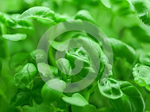 Fresh green basil close-up. Italian herbs spices. Healthy food background