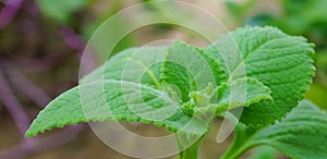 Fresh green basil in garden