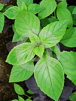 Fresh green basil herb background, top view. Basil plant growing in a garden. Basil plant - texture of leaves.