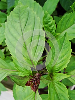 Fresh green basil herb background, top view. Basil plant growing in a garden. Basil plant - texture of leaves.