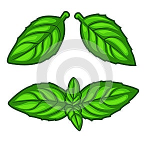 Fresh green basil herb leaves isolated on white background.