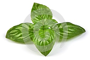 Fresh green basil herb leaves, isolated on white background. Sweet Genovese basil. Close-up.