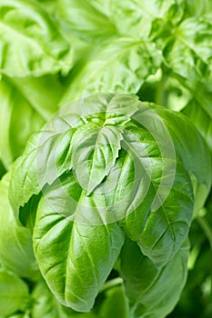 Fresh green basil leaves