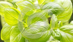 Fresh green basil leaves background