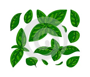 Fresh green basil leaves set. Flat natural fresh food herb leaf isolated on white, cooking ingredient for pizza, pasta, pesto
