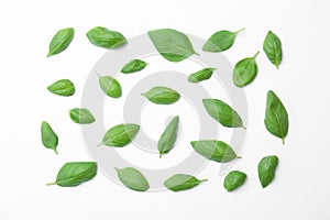 Fresh green basil leaves on white background