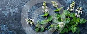 Fresh Green Basil Leaves with White Flowers on Dark Stone Background Aromatic Herb, Cooking Ingredient, Healthy Plant Boosting
