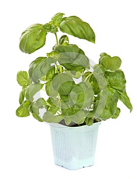 Fresh green basil plant