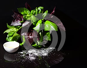 Fresh green basil plant for healthy cooking, herbs and spices. Fresh basil on a dark background. Green basil. Food background.Oil,