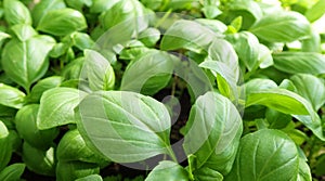fresh green basil plant texture