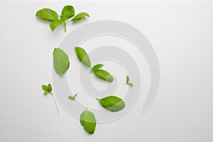 Fresh green basil plants set isolated on white background. Top view fresh organic food with copy space