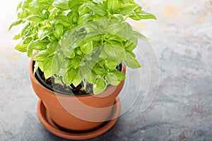 Fresh green basil in a pot