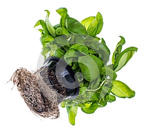 Fresh green basil with roots, grown in black plastic pot