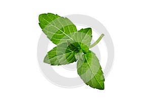 Fresh green basil stem with leaves isolated on white background. Close up, copy space