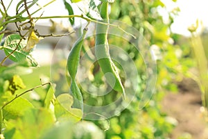 Fresh green beans growing outdoors on sunny day, closeup