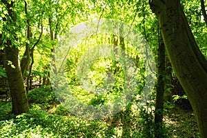 Fresh green beech forest. Sunlight flooded forest