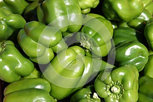 Fresh green bell pepper photo