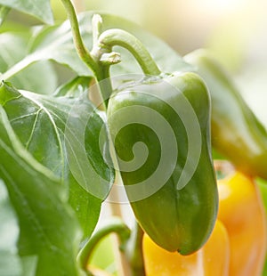 Fresh green bell pepper growing on a plant