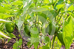 Fresh Green Bell Pepper Plant