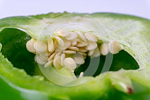 Fresh green bell peppers capsicum on a white background.