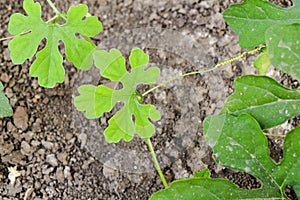 Benincasa hispida plant in nature garden photo