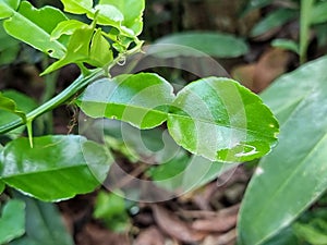 Fresh green bergamot leaves on the tree