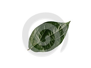 Fresh green betel leaf isolated on white background.