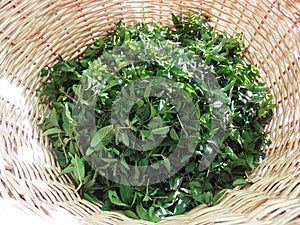 Fresh green bio mint in a bascket