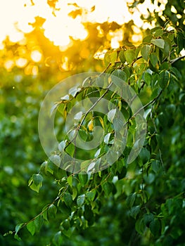 Fresh green birch leaves in sunset light. Copy space