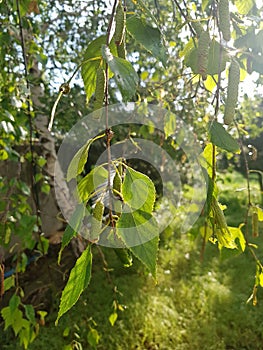 Fresh green birch tree leaves on the branches. Sunny garden in rural yard