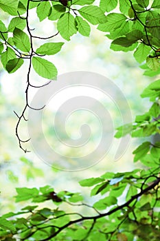 Fresh green birch tree leaves in springtime