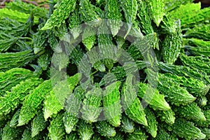 Fresh green bitter gourd Karela for sale