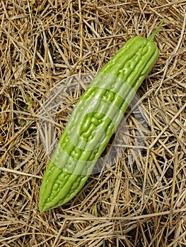 Fresh green bitter gourd on straw dry background