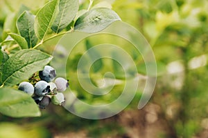 Fresh green blueberry at bush branch or shrub at garden or fruit farm field