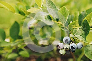 Fresh green blueberry at bush branch or shrub at garden or fruit farm field