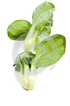Fresh green bok choi, an oriental vegetable.