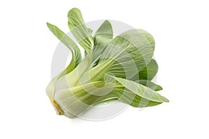 Fresh green bok choy or pac choi chinese cabbage isolated white background. Side view