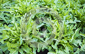 Fresh green bowl lettuce background, organic vegetable garden