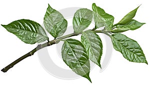 Lush Green Branch with Leaves